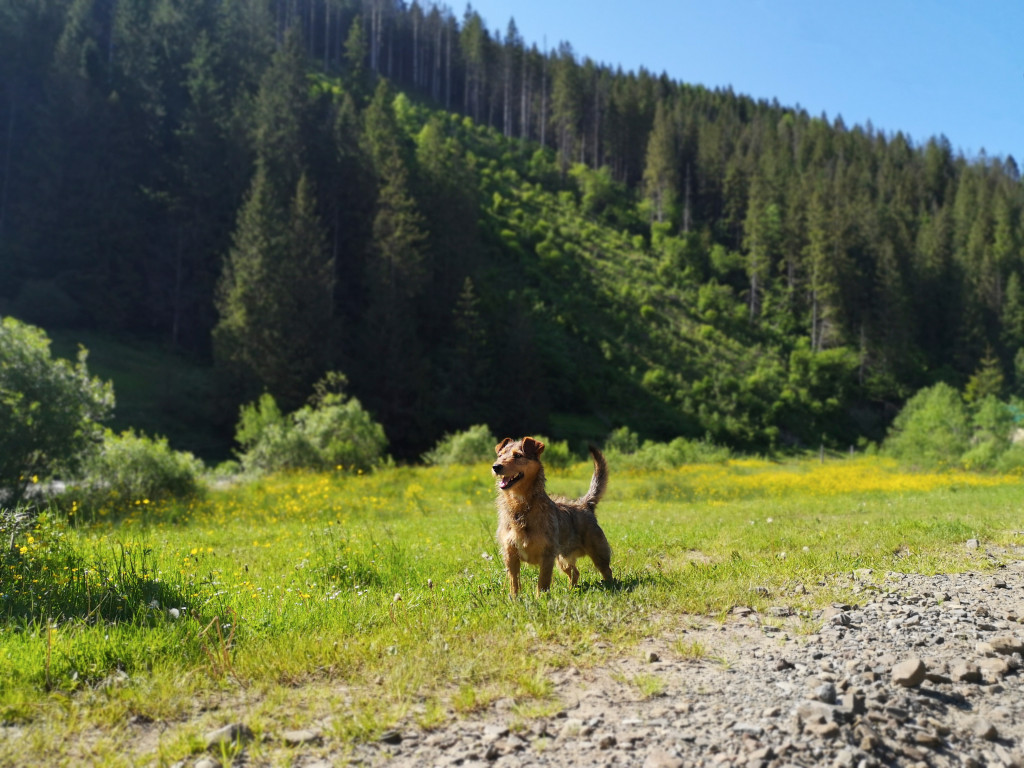 dog walking in nature