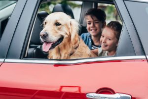 dog and kids inside a car